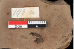 Foto (Detailansicht) von Taxodium distichum miocenicum Heer (NHMW-GEO-2024-0188-0190a)
